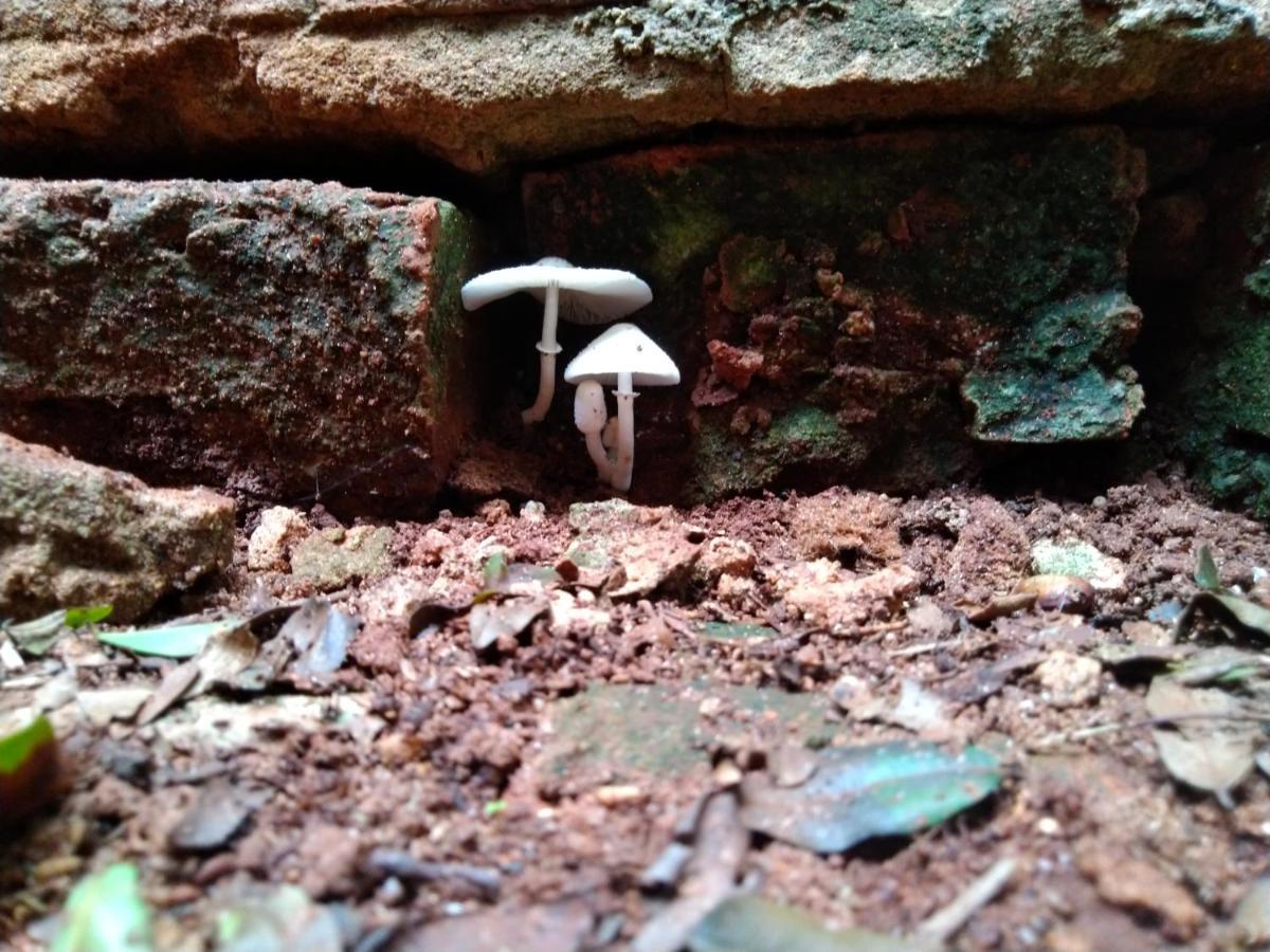 Café com Arte Pousada Ecológica Botucatu Exterior foto